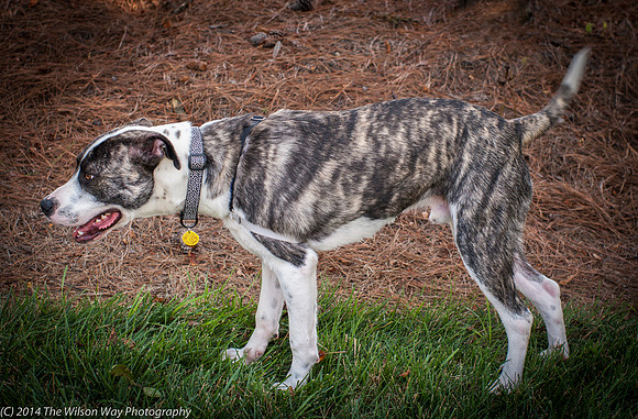 Foster Louie-9674