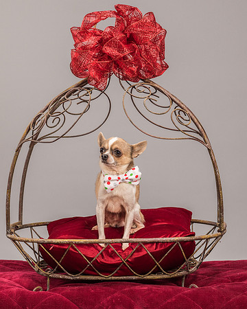 Foster Skippy-2261
