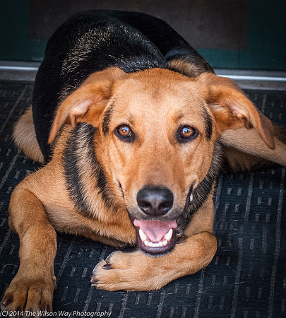 Foster Caesar-9405