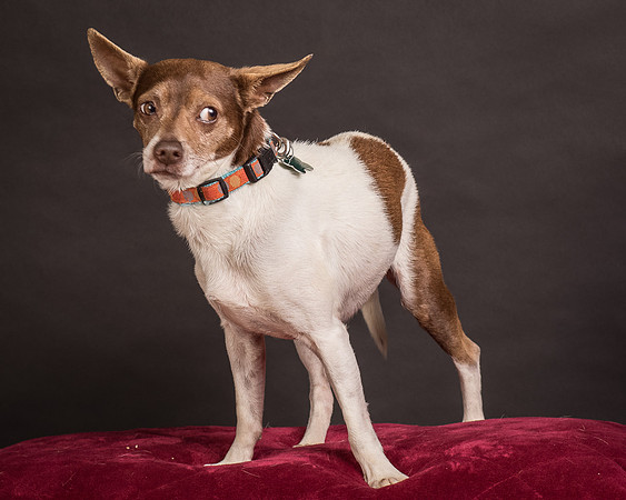 Foster Gus-0380