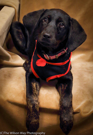 Foster Claudine-0962