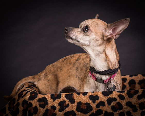 Foster Selina-1143