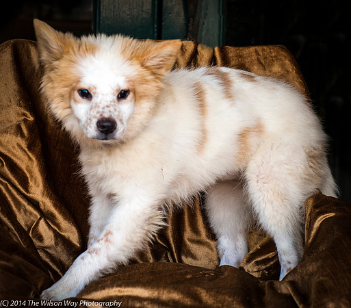 Foster Chai-8843