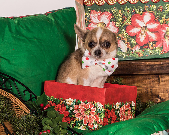 Foster Skippy-2140