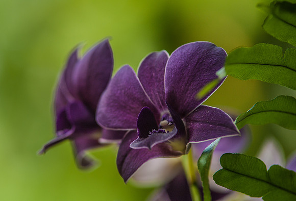flowers-9203