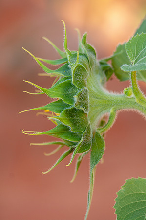 sunflowers-2104