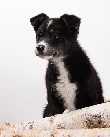 GCSPCA BB-6289