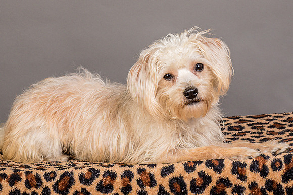 Foster Henrietta-8620