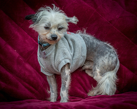 Foster Freckles-5484