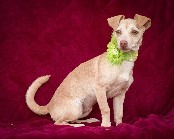 Foster Beatriz-7754