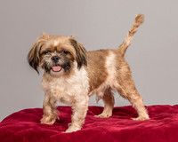 Foster Toffee-4594