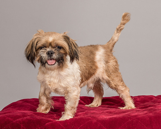 Foster Toffee-4594