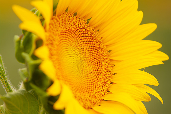 sunflowers-8346