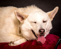 Foster Apache-0529