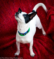 Foster Alfred-3704