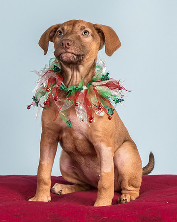 Foster Bronwyn-8355