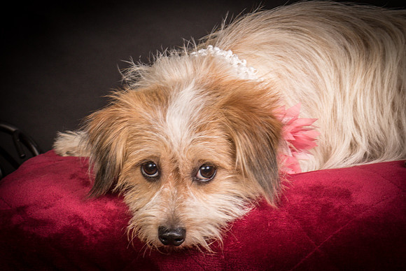 Foster Tiny-1561