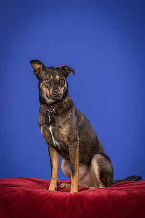 Golden-Tuco-0578