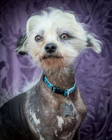 Foster Freckles-5400