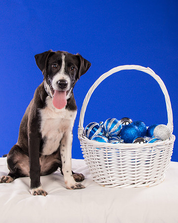Foster Rascal-2401