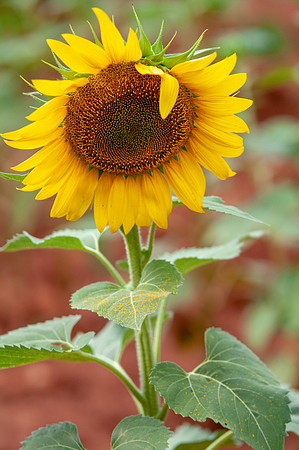 sunflowers-8747