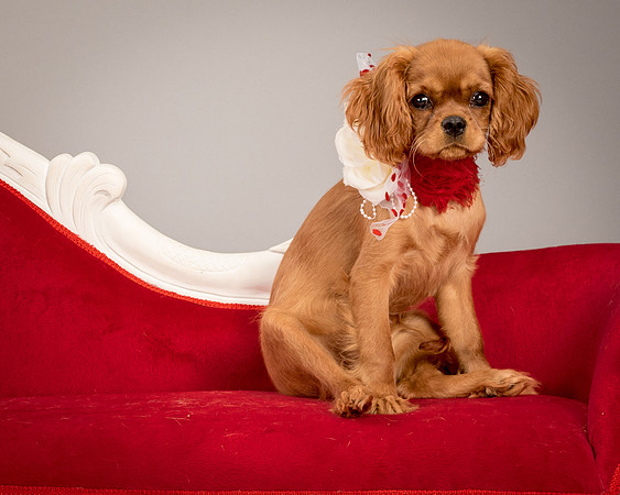 Charlie -4308
