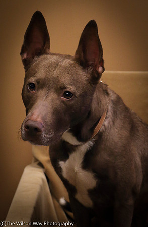 Foster Twix-0508