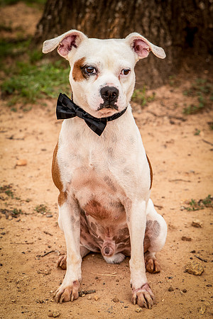 Debo-0397