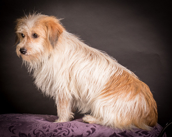Foster Tiny-1404