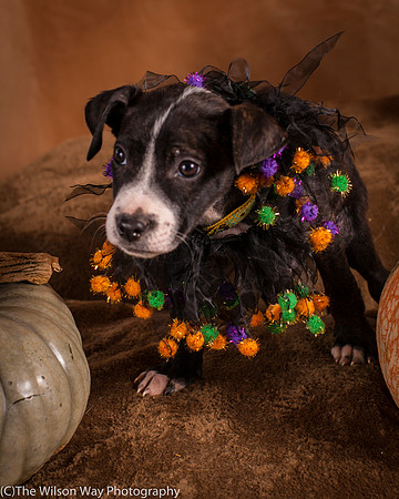Foster Bennett-6291