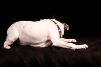 Foster Teddy-1219