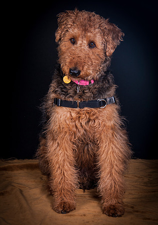 Dixie Lou-5634