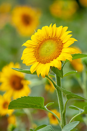sunflowers-8746