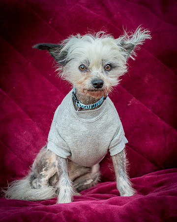 Foster Freckles-5458