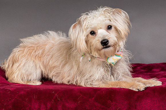 Foster Henrietta-8414
