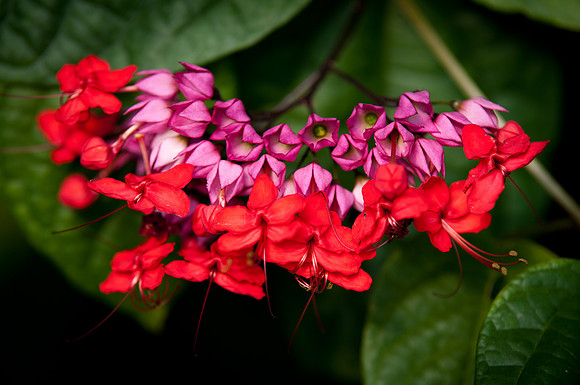 flowers-8892