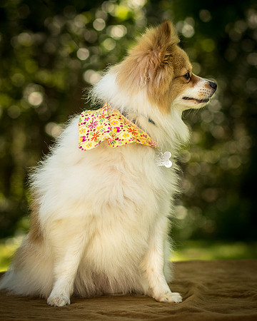 Foster Sydney-7532