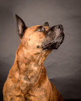 Foster Beans-2205