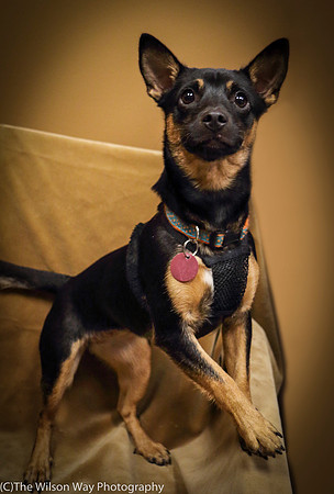 Foster Joni-0684