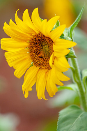 sunflowers-8716