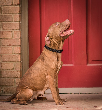 Foster Coco-8146