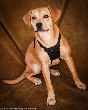 Foster Clarrisa-2292