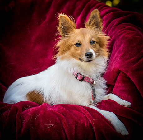 Foster Brandi-3363