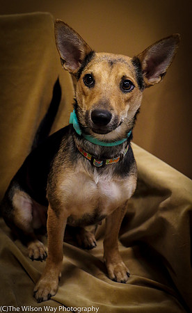 Foster Hula-1030