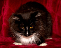 Foster Hershey-9484