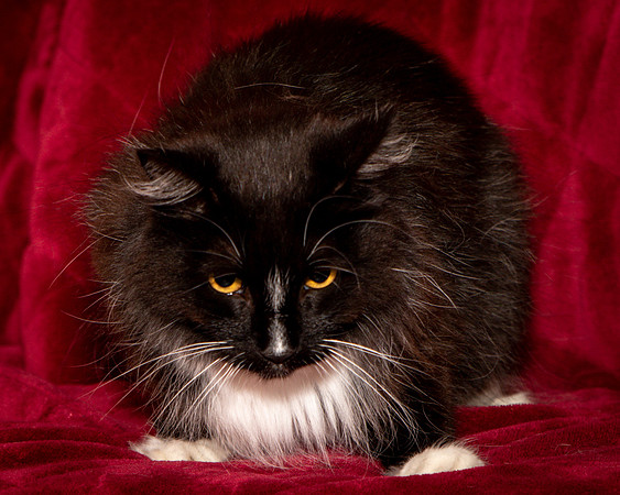 Foster Hershey-9484