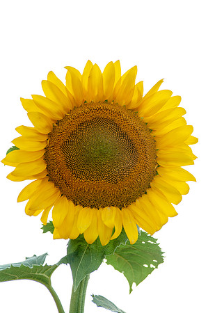 sunflowers-2066