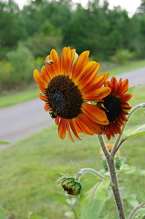 sunflowers-9281