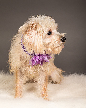 Foster Henrietta-8472