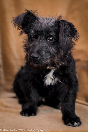 Foster Sidney-9568